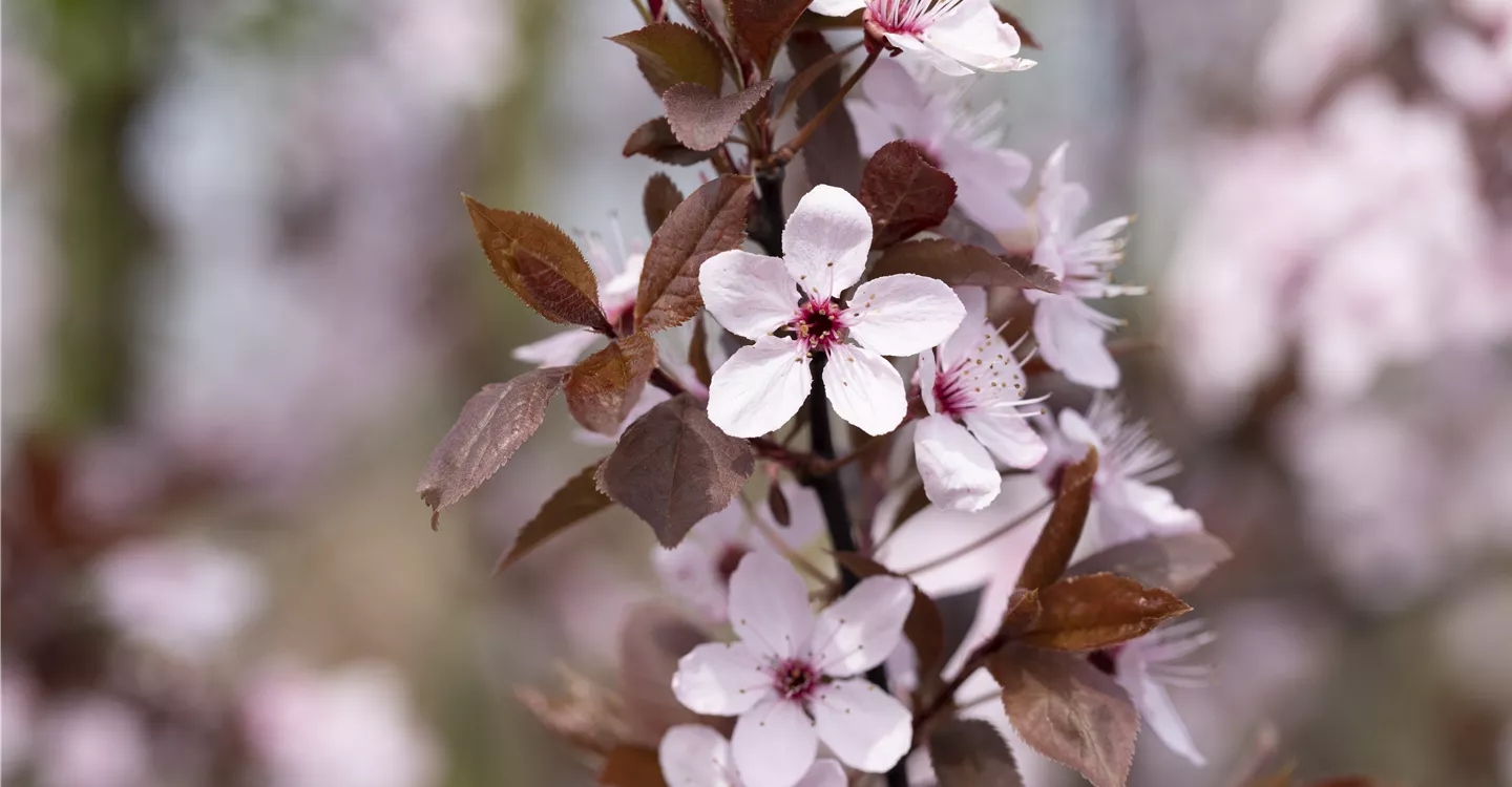 Blutpflaume 'Nigara' - Prunus cerasifera 'Nigra'