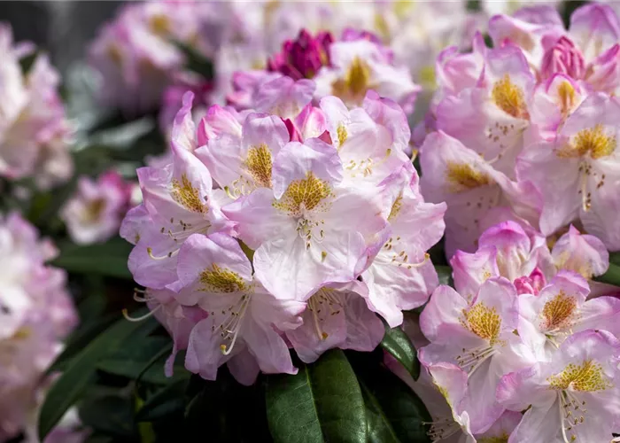 Rhododendron Hybr.'Brigitte'