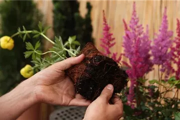 Trollblume - Einpflanzen im Garten